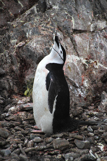 Day14_ElephIs_PtWild_5600 (2).jpg